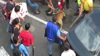 疯狗 在线观看,在线惊悚悬疑,揭秘疯狂世界 第2张 疯狗 在线观看,在线惊悚悬疑,揭秘疯狂世界 第2张