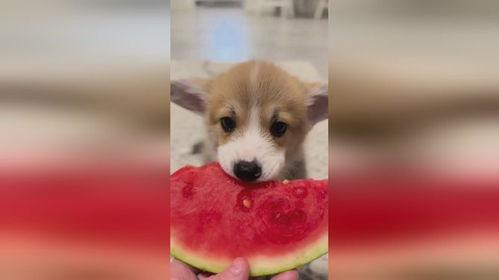 娱乐圈吃瓜小狗是谁啊,揭秘神秘“吃瓜群众”身份 第2张 娱乐圈吃瓜小狗是谁啊,揭秘神秘“吃瓜群众”身份 第2张